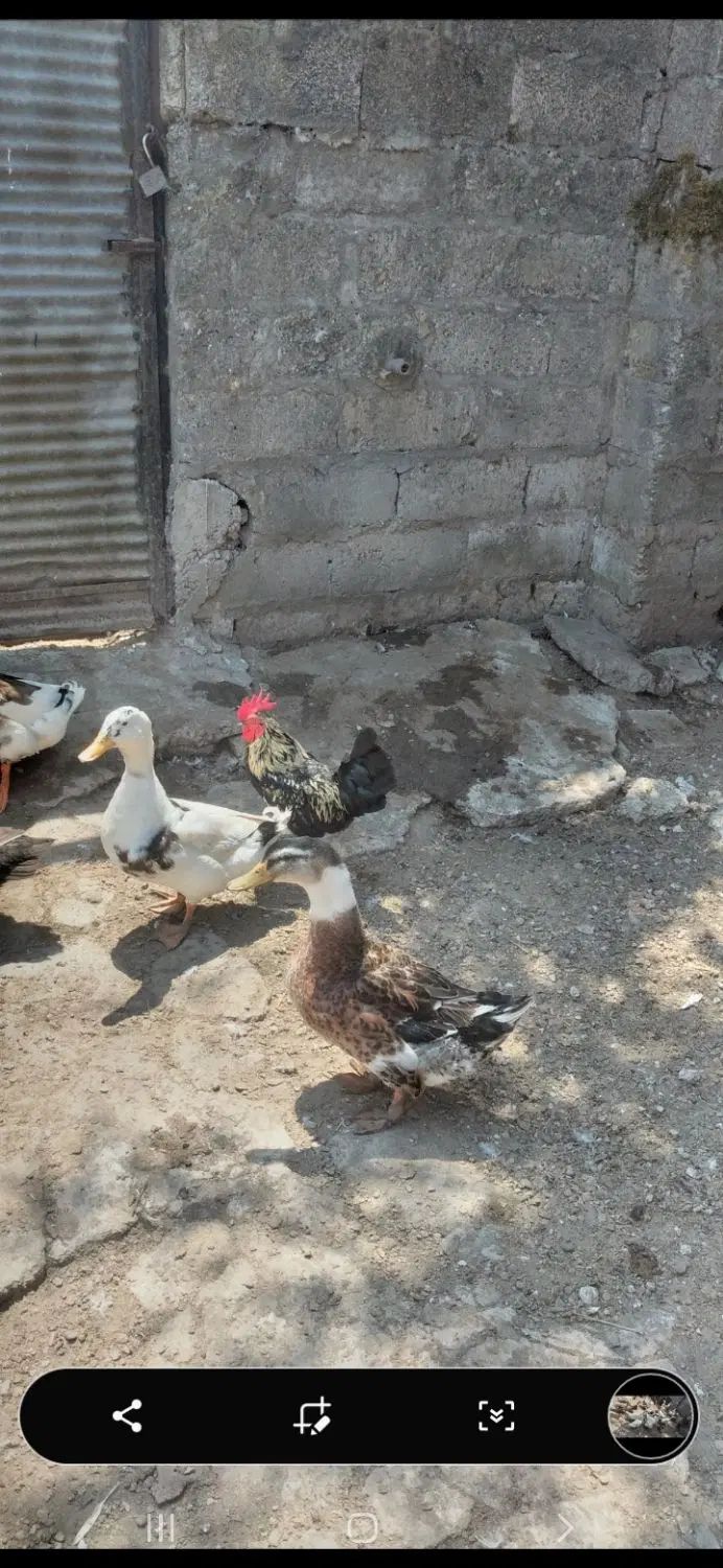 فروش اردک.غاز.مرغ تخم گذار .مرغ خروس پا کوتاه پاپر|حیوانات مزرعه|خشکبیجار, |دیوار