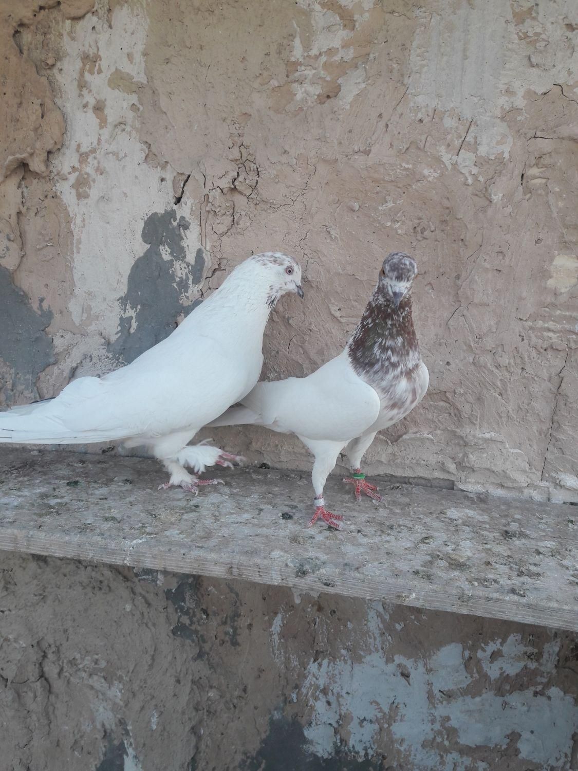 کبوتر خوب و عالی|پرنده|صباشهر, |دیوار