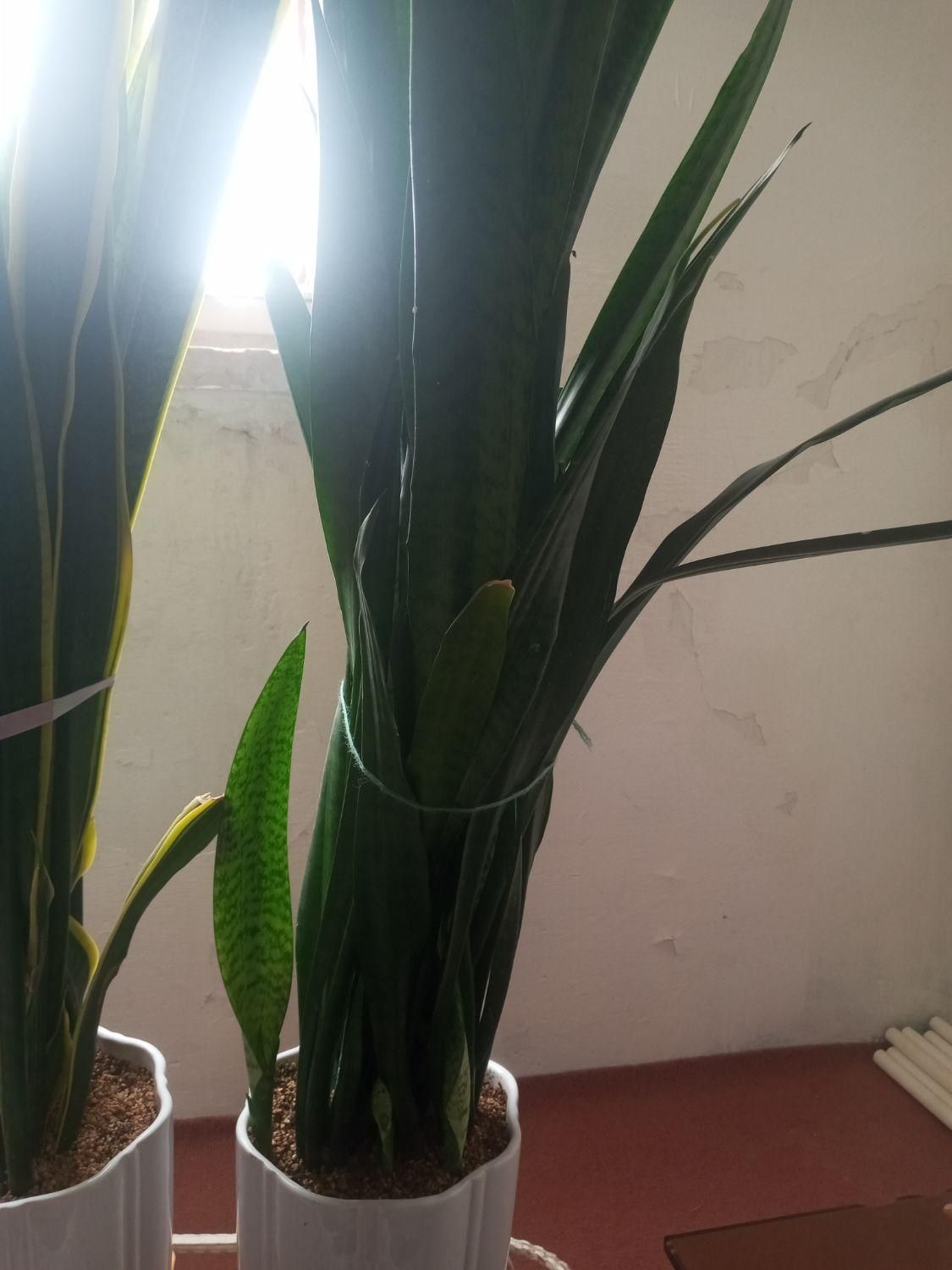 سانسوریا|گل و گیاه طبیعی|کرمان, |دیوار