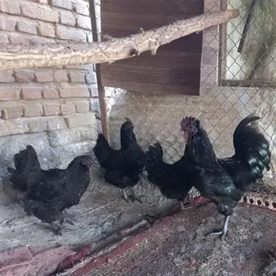 خروس سیاه و مرغ سیاه برای قربونی خالص محلی|حیوانات مزرعه|ساری, |دیوار
