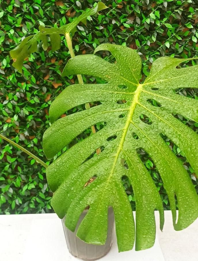 خدمات تخصصی باغبانی و مشاوره گل و گیاه|خدمات باغبانی و درختکاری|قم, دورشهر|دیوار