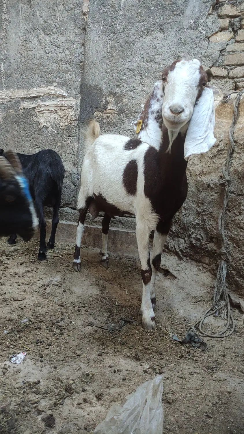 بز درشت پاکستانی|حیوانات مزرعه|مشهد, شهرک شهید باهنر|دیوار