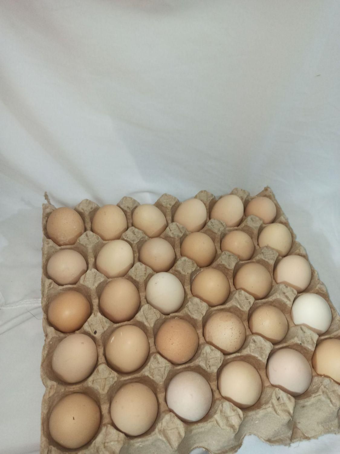 تخم مرغ محلی|خوردنی و آشامیدنی|پاکدشت, پاکدشت (مامازند)|دیوار