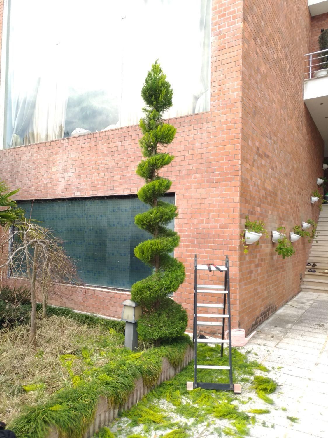 باغبانی و کارواش حیاط و سقف ویلا|خدمات باغبانی و درختکاری|سلمانشهر, |دیوار