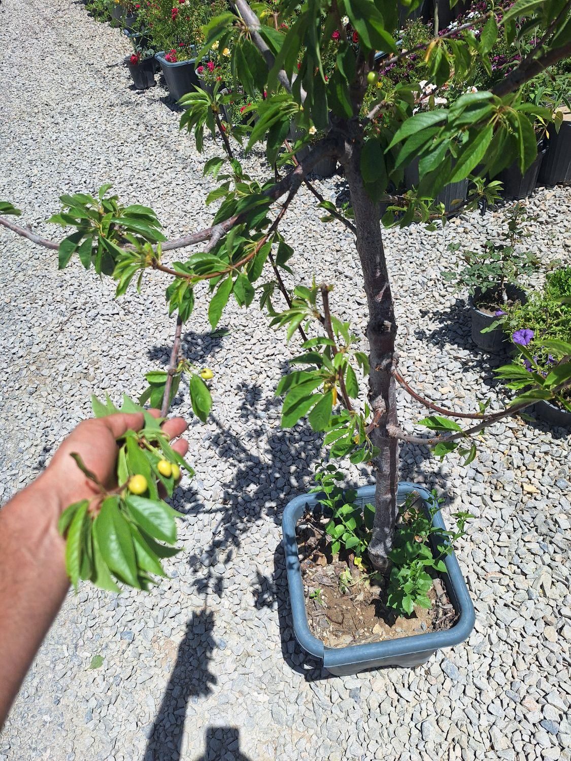 میوه بزرگ تنومند روتبال سطلی پایان کار|خدمات باغبانی و درختکاری|فلاورجان, |دیوار