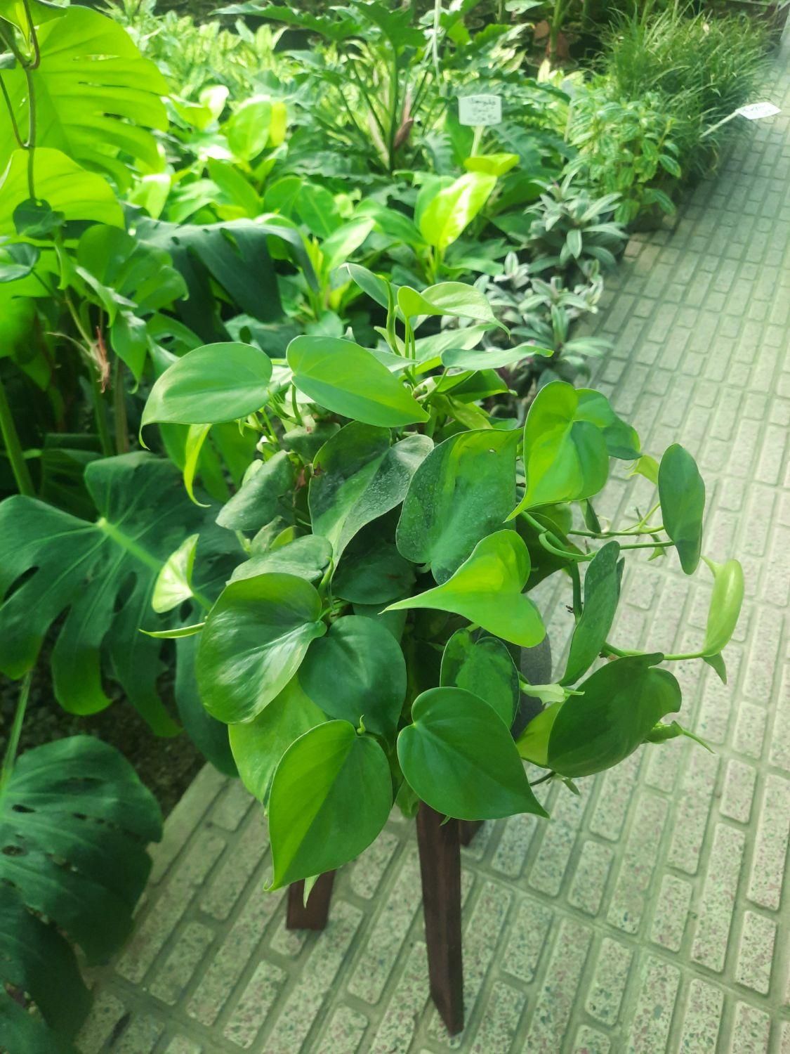 گل آپارتمانی پتوس|گل و گیاه طبیعی|تبریز, |دیوار