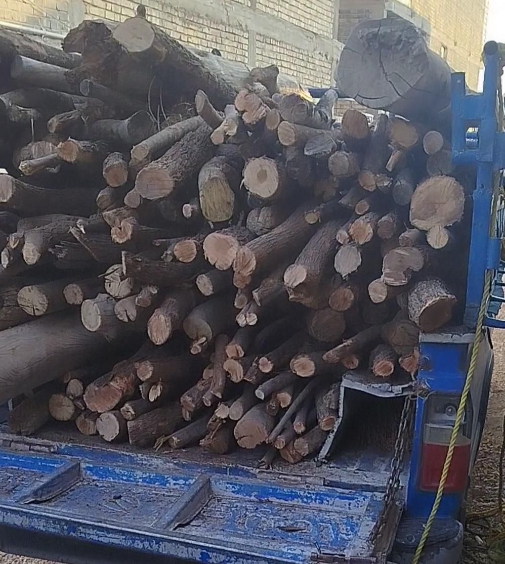 هرس باغ با پیشرفته ترین اره ها بنزینی برقی‌(بیصدا|خدمات باغبانی و درختکاری|شیراز, شهرک کوشکک|دیوار