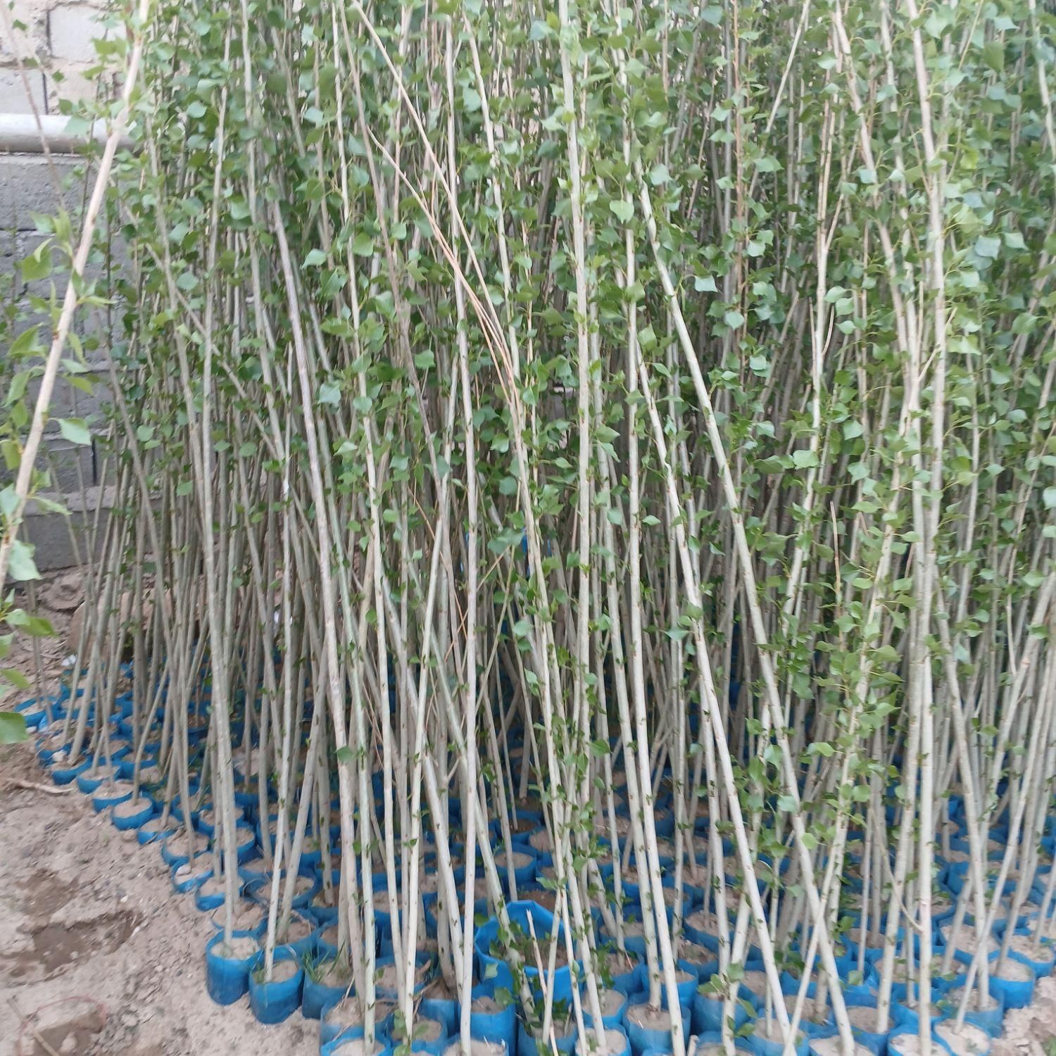 فروش نهال صنوبر نیگرا ترکیه سفید نهال پولساز کم آب|خدمات باغبانی و درختکاری|اصفهان, بهاران|دیوار