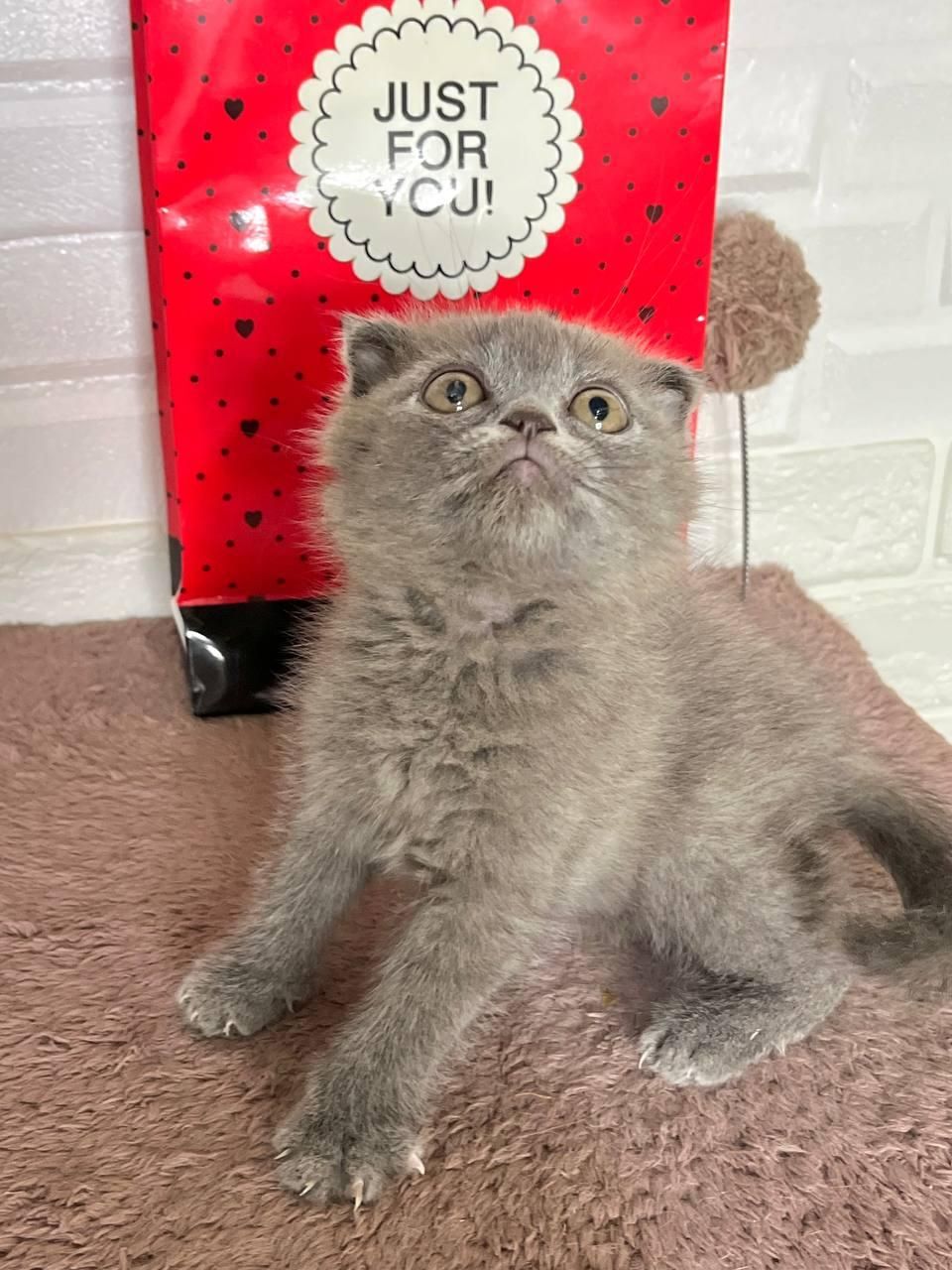 دنیای گربه های اصیل ( پرشین بریتیش اسکاتیش )|گربه|بندرعباس, |دیوار