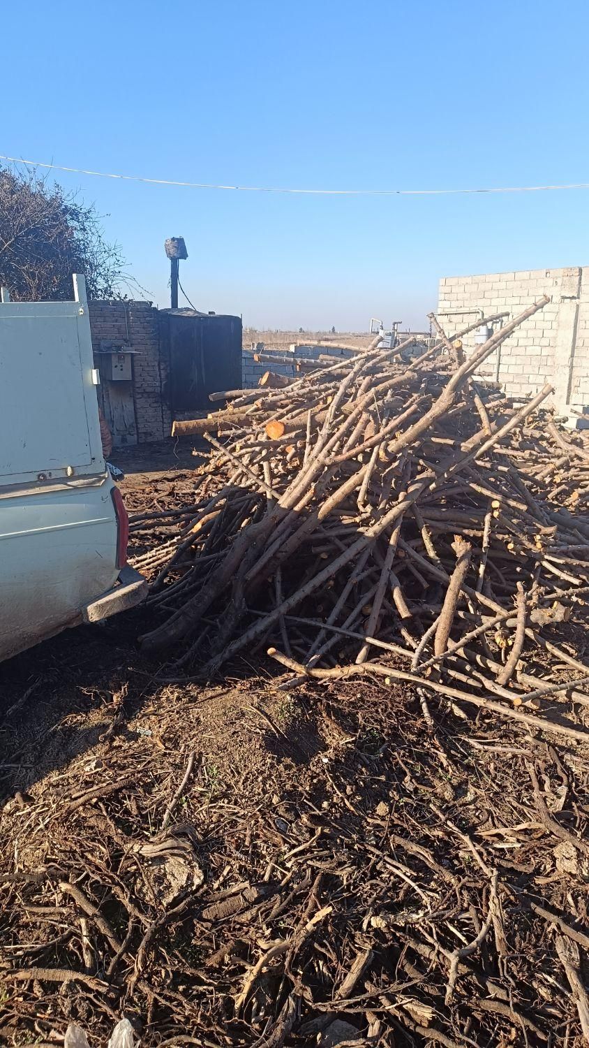 خرید چوب|خدمات باغبانی و درختکاری|پارسآباد, |دیوار