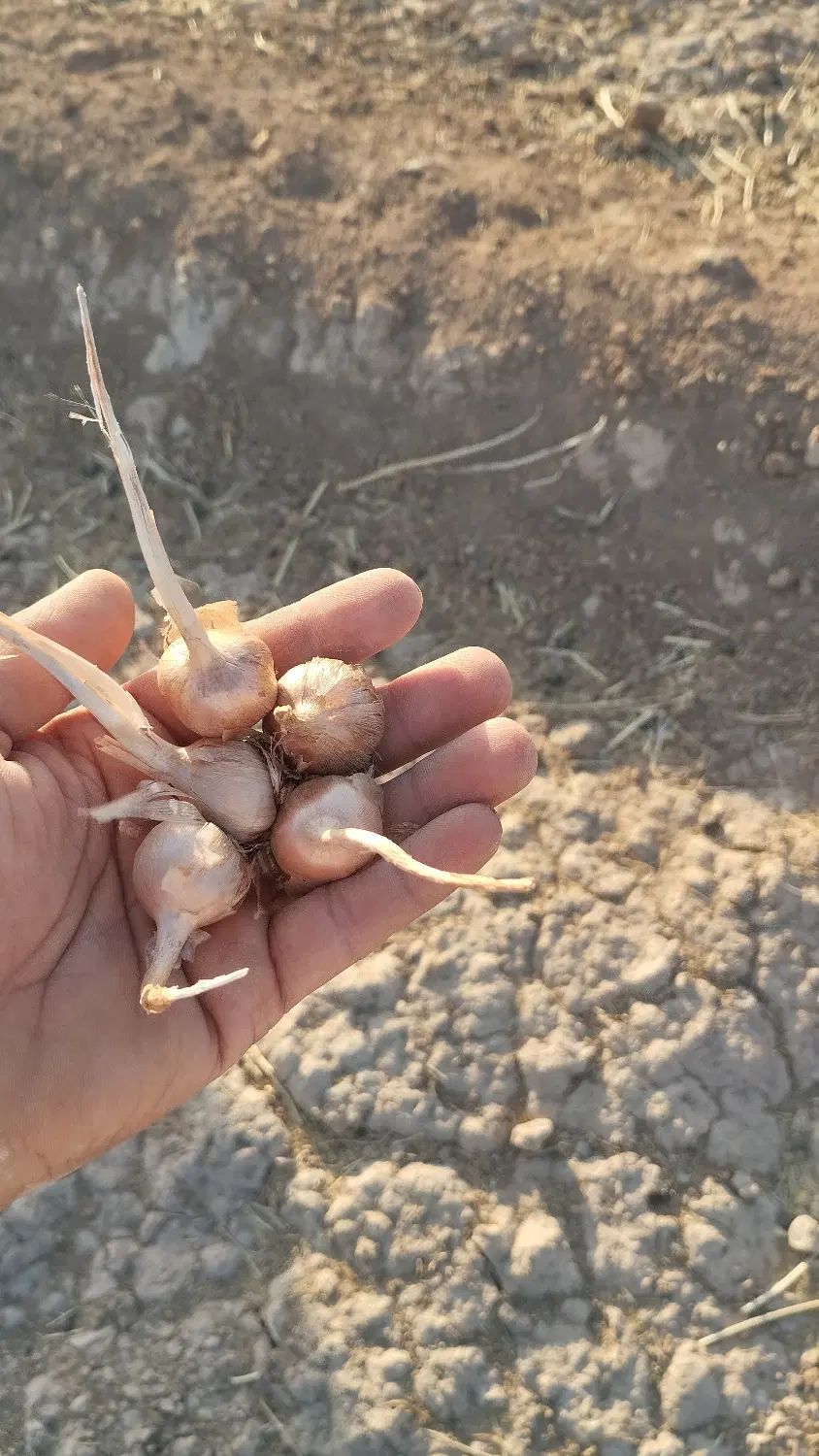 خرید و فروش بهترین پیاز منطقه ب شرط گلدهی بالا|خوردنی و آشامیدنی|خواف, |دیوار
