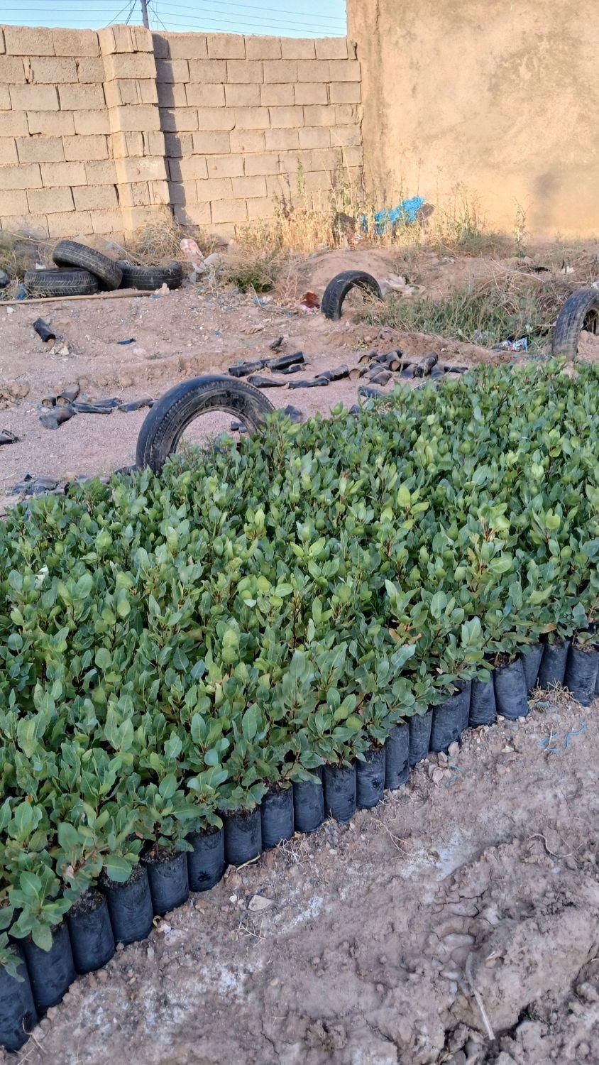 نهال پسته|گل و گیاه طبیعی|خواف, |دیوار