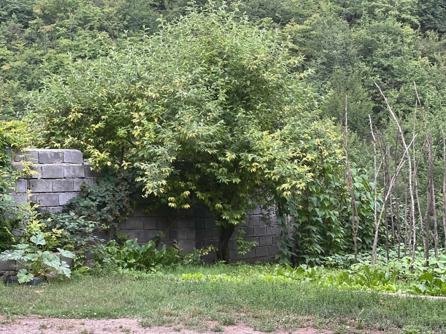 زمین ۱۸۸۰ متر واقع در کلاردشت دوبال قابل تفکیک|فروش زمین و ملک کلنگی|کلاردشت, |دیوار