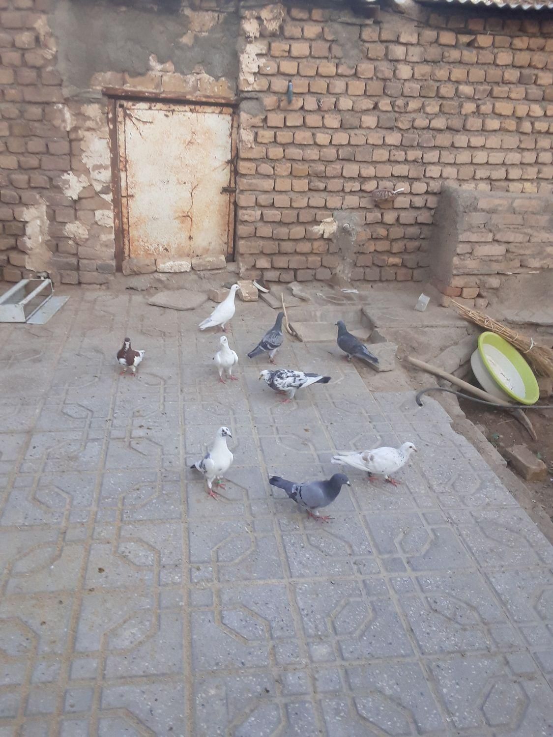 کبوتر|پرنده|گناباد, |دیوار