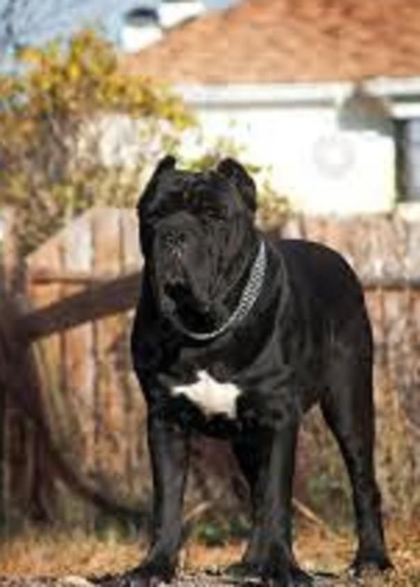 روتواایلر کین کورسوو دوبرمن بلک توله سگ ژرمن رکسی|سگ|تهران, شهرک غزالی|دیوار