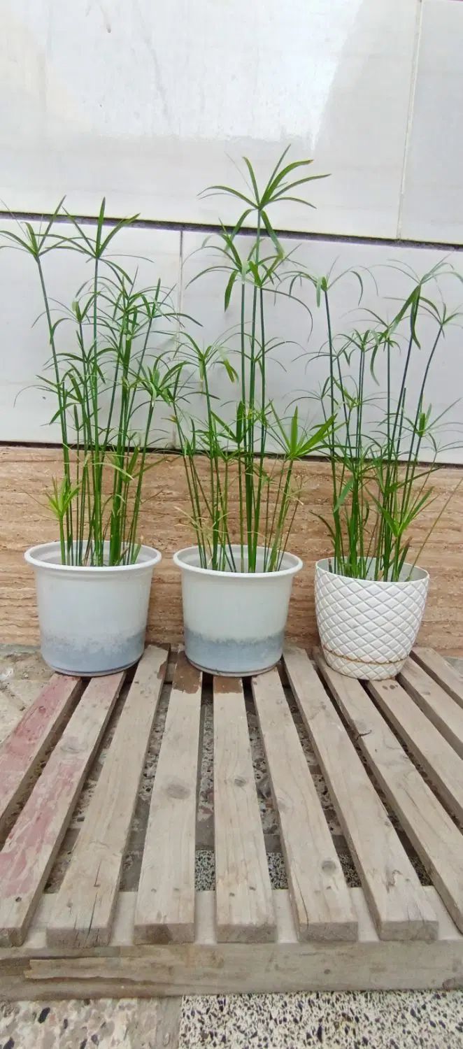 گل نخل مرداب قد۶۰فقط چندتامونده|گل و گیاه طبیعی|مشهد, پورسینا|دیوار