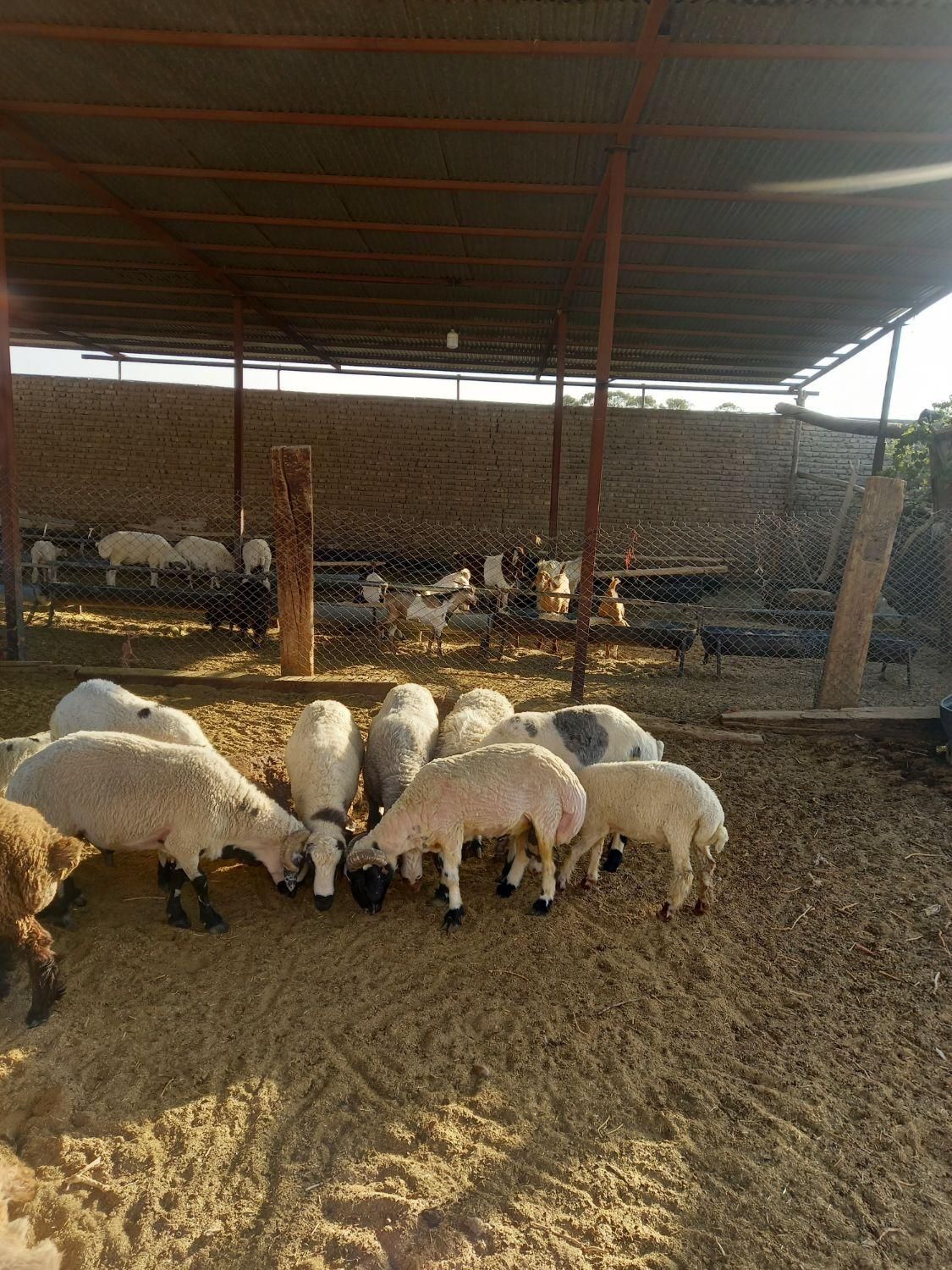 فروش بره وکره محلی باقصاب رایگان|حیوانات مزرعه|رفسنجان, |دیوار