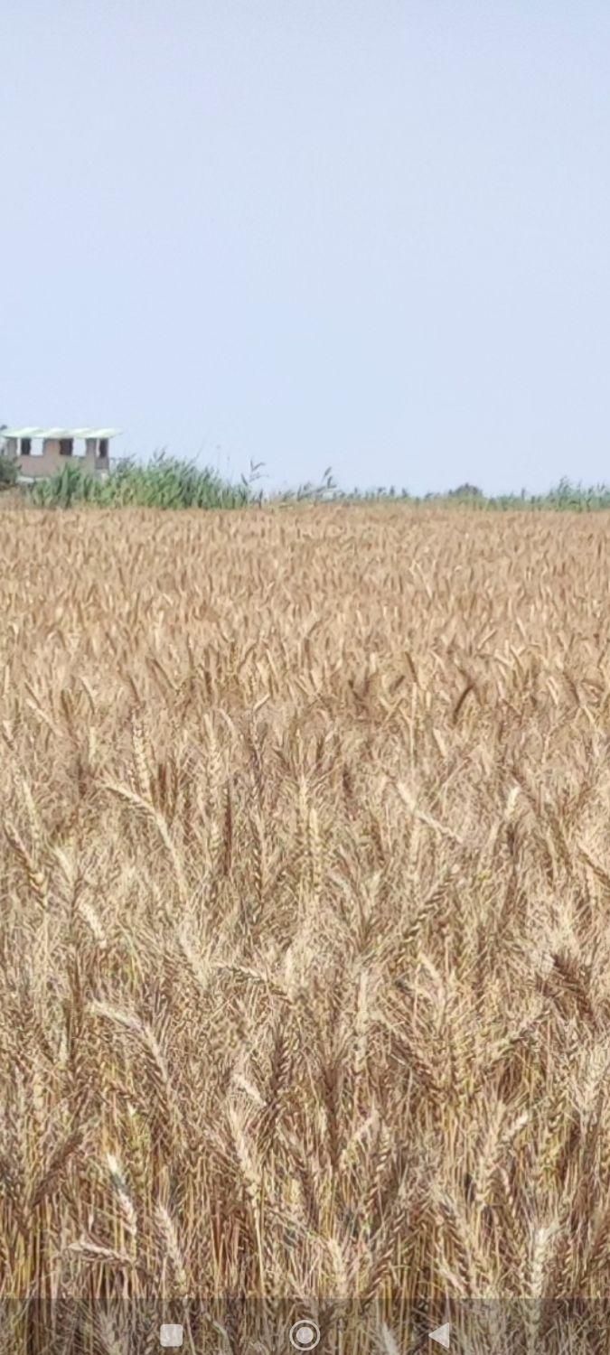 فروش زمین کشاورزی قابل معاوضه|فروش زمین و ملک کلنگی|بهشهر, |دیوار