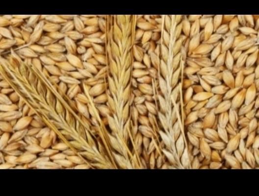 جو ابی درجه یک|گل و گیاه طبیعی|دهگلان, |دیوار