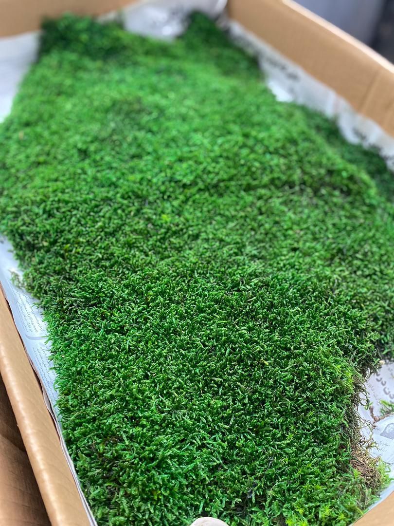دیوار سبز خزه ای یا mosswall|گل و گیاه طبیعی|شیراز, شهرک والفجر|دیوار