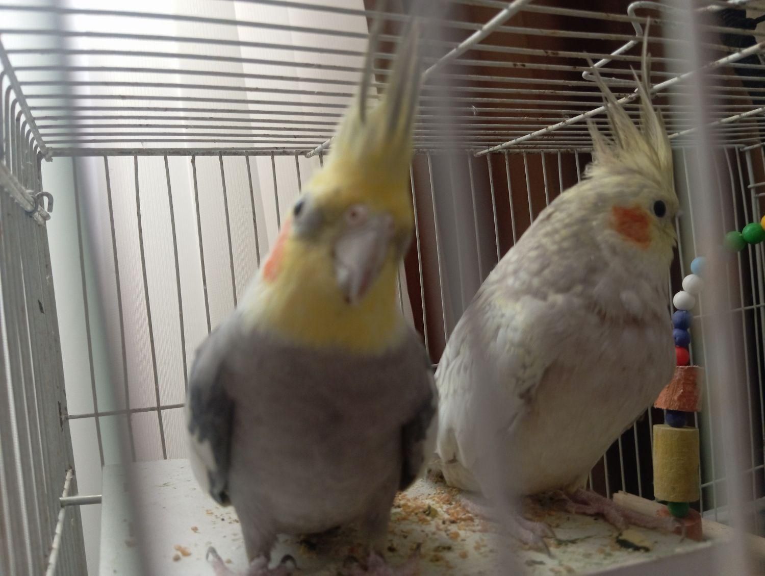 عروس هلندی|پرنده|کرمان, |دیوار