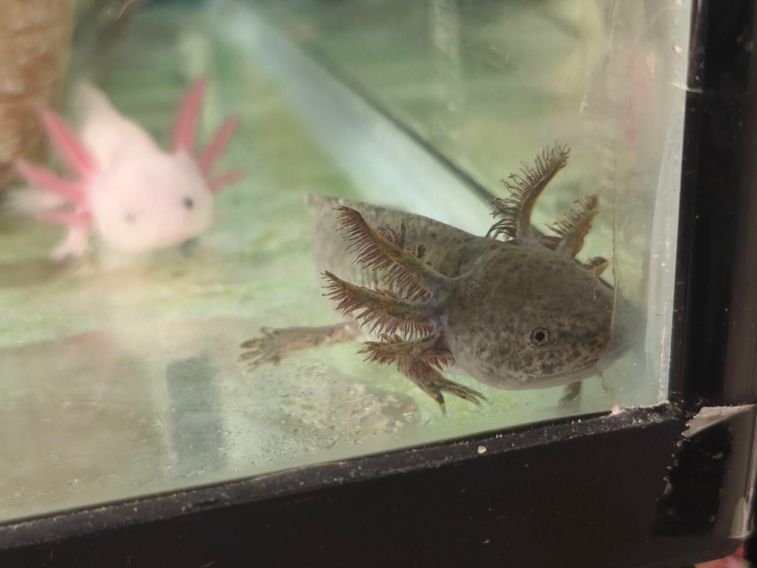 ماهی|ماهی|تهران, جردن|دیوار