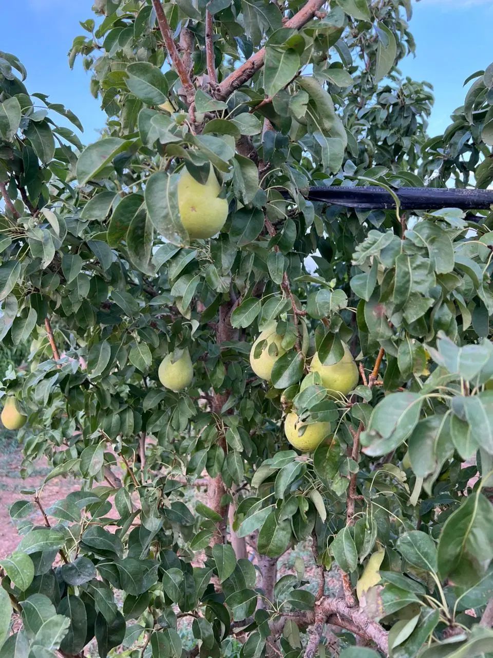 جنگل میوه ۷۵۰ متری تیکه ای از بهشت|فروش دفتر صنعتی، کشاورزی، تجاری|کرج, گلشهر|دیوار