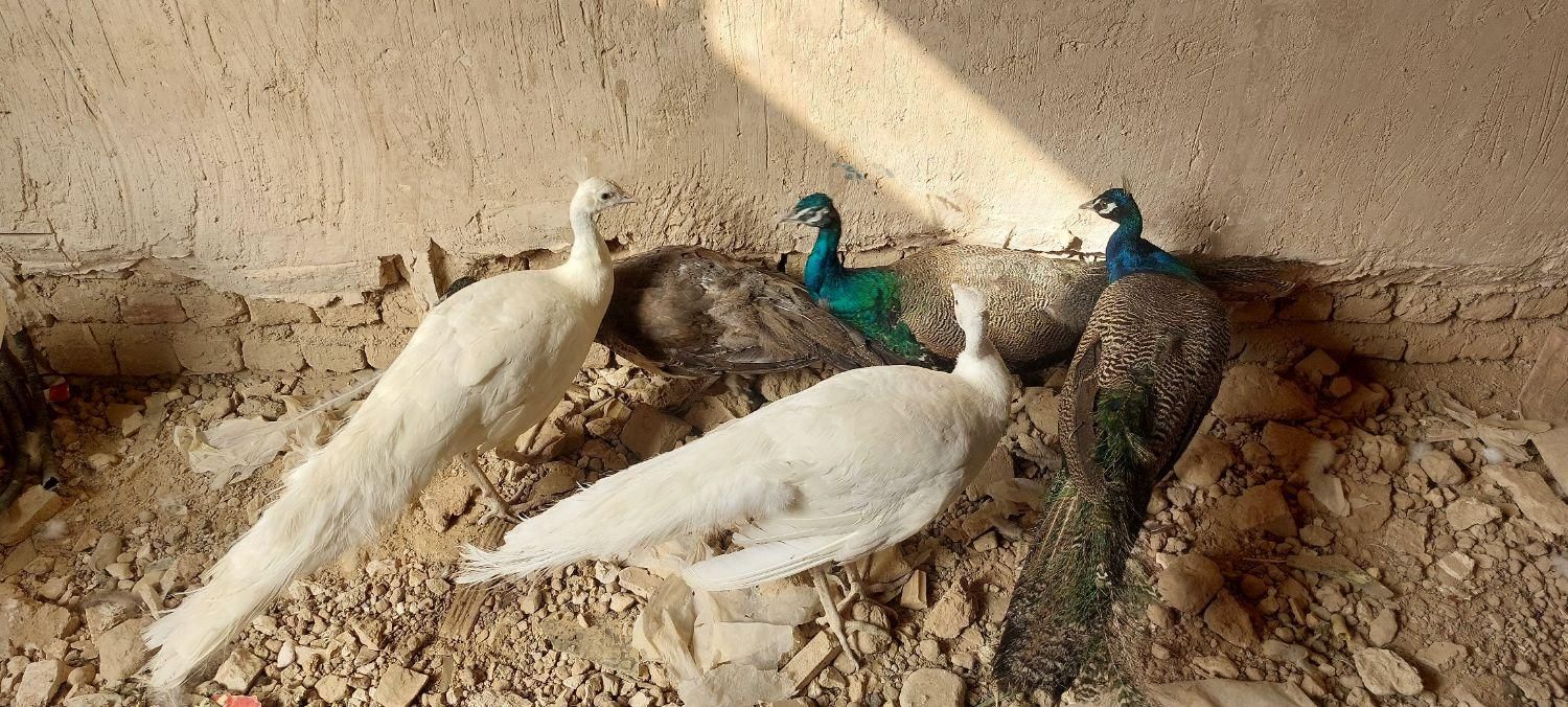 طاوس  ۶ تا یکجا|پرنده|مشهد, راهنمایی|دیوار