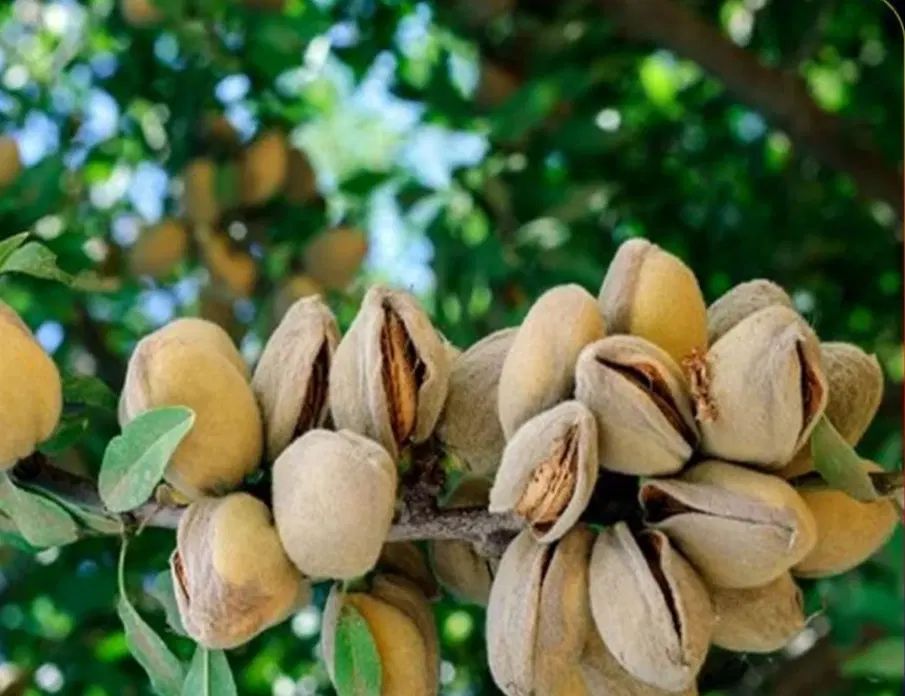 مرغوب ترین نهال های پیوندی بادام های کم آب لوکس|خدمات باغبانی و درختکاری|سنندج, |دیوار