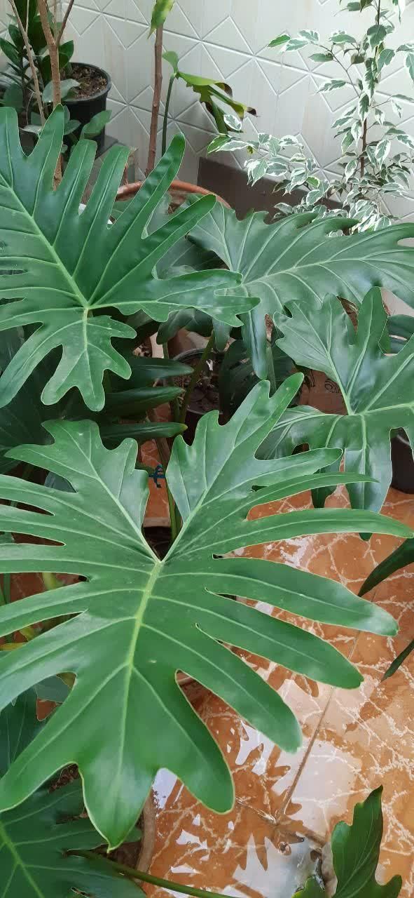 گل برگ انجیری|گل و گیاه طبیعی|کرچمبو, |دیوار