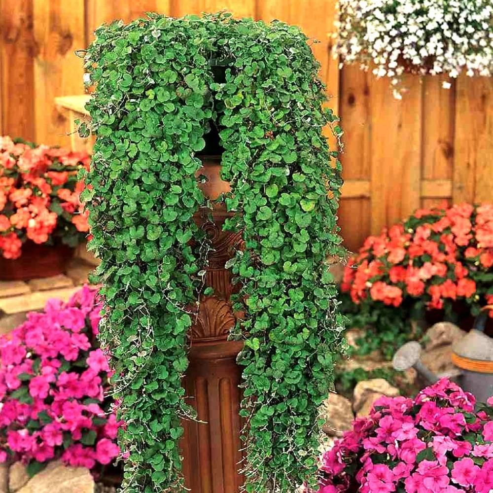 چمن/بذر/چمن هلندی/چمنزن/چمن زینتی|گل و گیاه طبیعی|تهران, خلیج فارس|دیوار