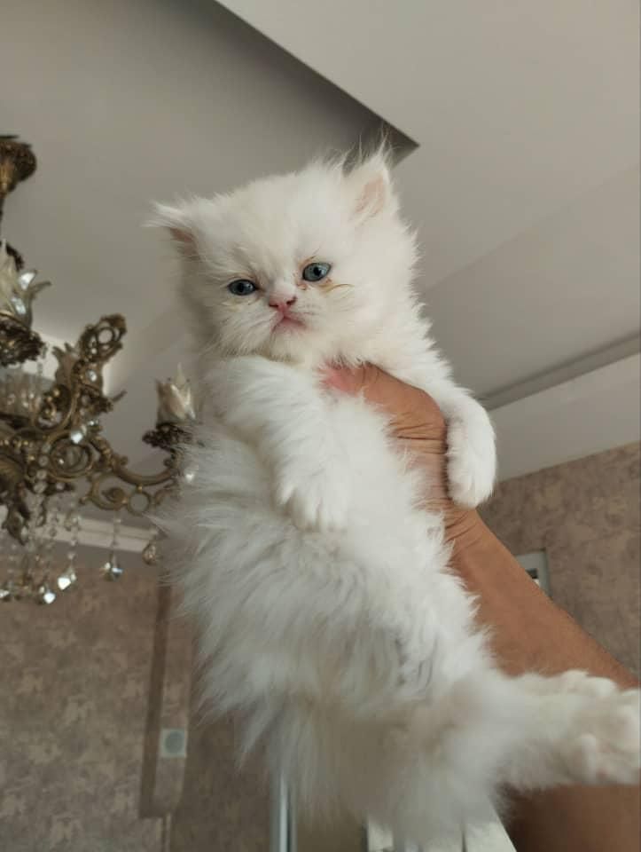 گربه اشرافی و اصیل (مجموعه گربه های میوهاپ)|گربه|کیش, |دیوار