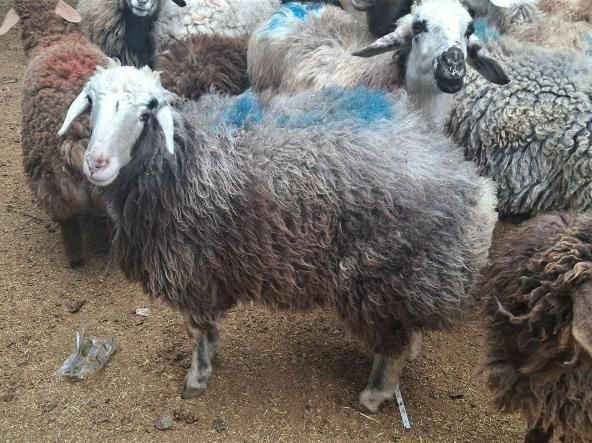 گوسفند زنده جهت عقیقه قربانی ارسال درب منزل باقصاب|حیوانات مزرعه|مشهد, توس (بلوار توس)|دیوار