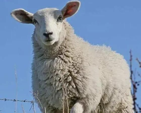 دامداری حاج محمود گوسفندزنده|حیوانات مزرعه|کرج, مهرویلا جنوبی|دیوار