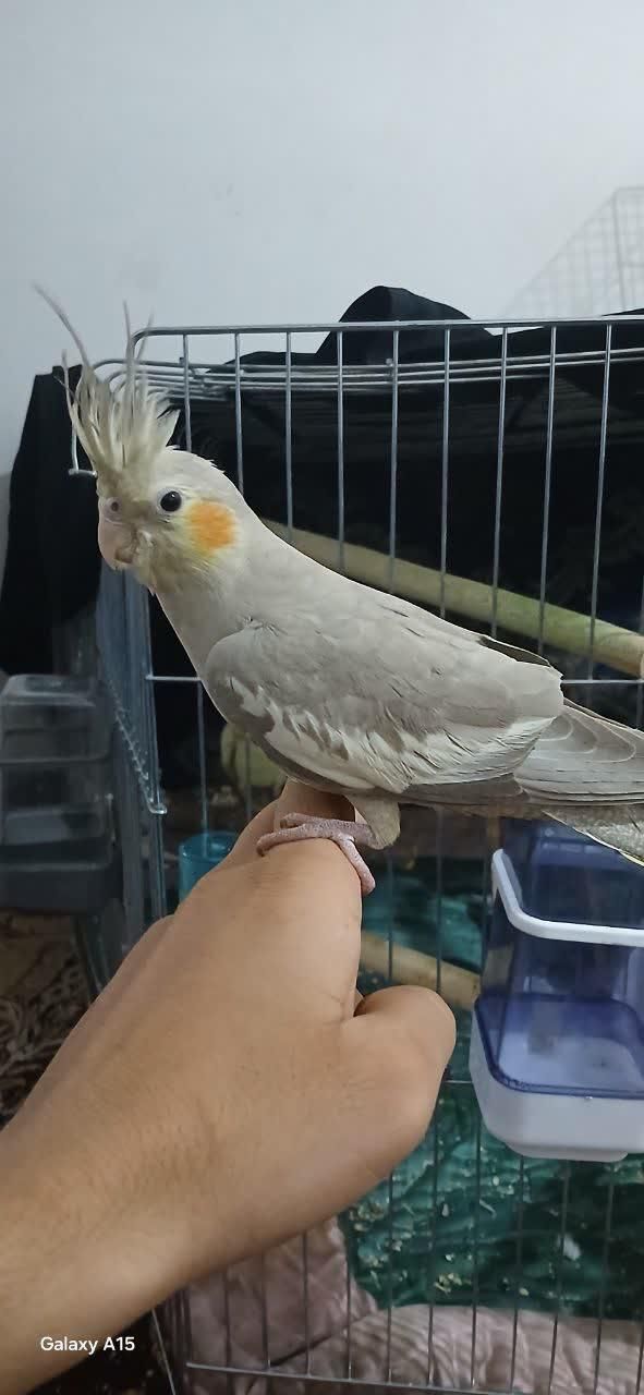 گمشده|حیوانات|دزفول, |دیوار