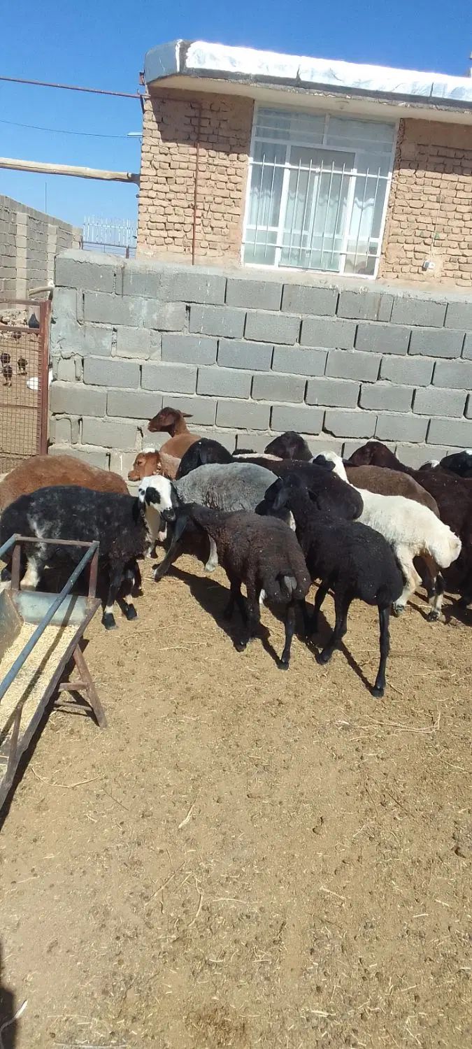 ۲۰راس بره ماده دوبر سبک فروشی....ویک بز دوقلو|حیوانات مزرعه|مشهد, شهرک شهید باهنر|دیوار