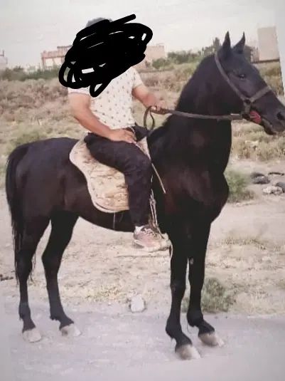 اسب نریان سیاه مشکی واکسی|اسب و تجهیزات اسب‌سواری|تبریز, |دیوار