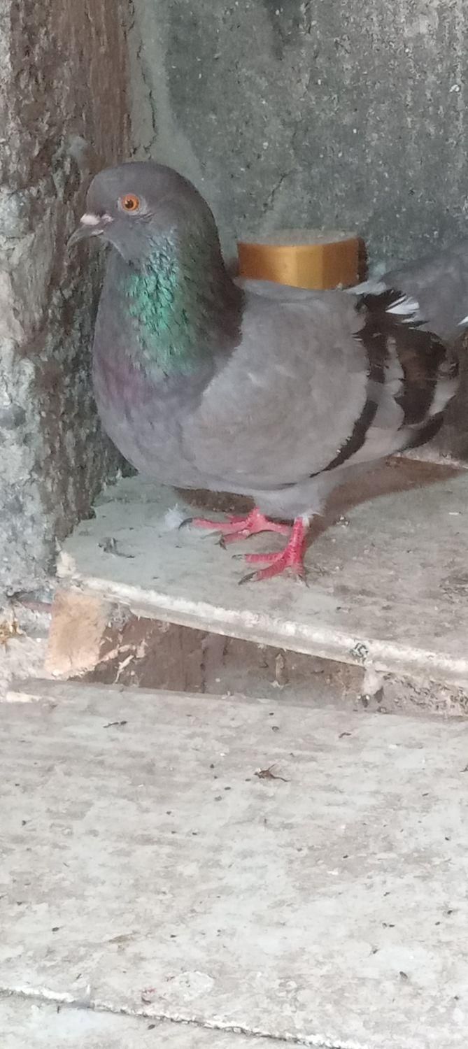 چند تا کبوتر پرشی|پرنده|رشت, گلباغ نماز|دیوار