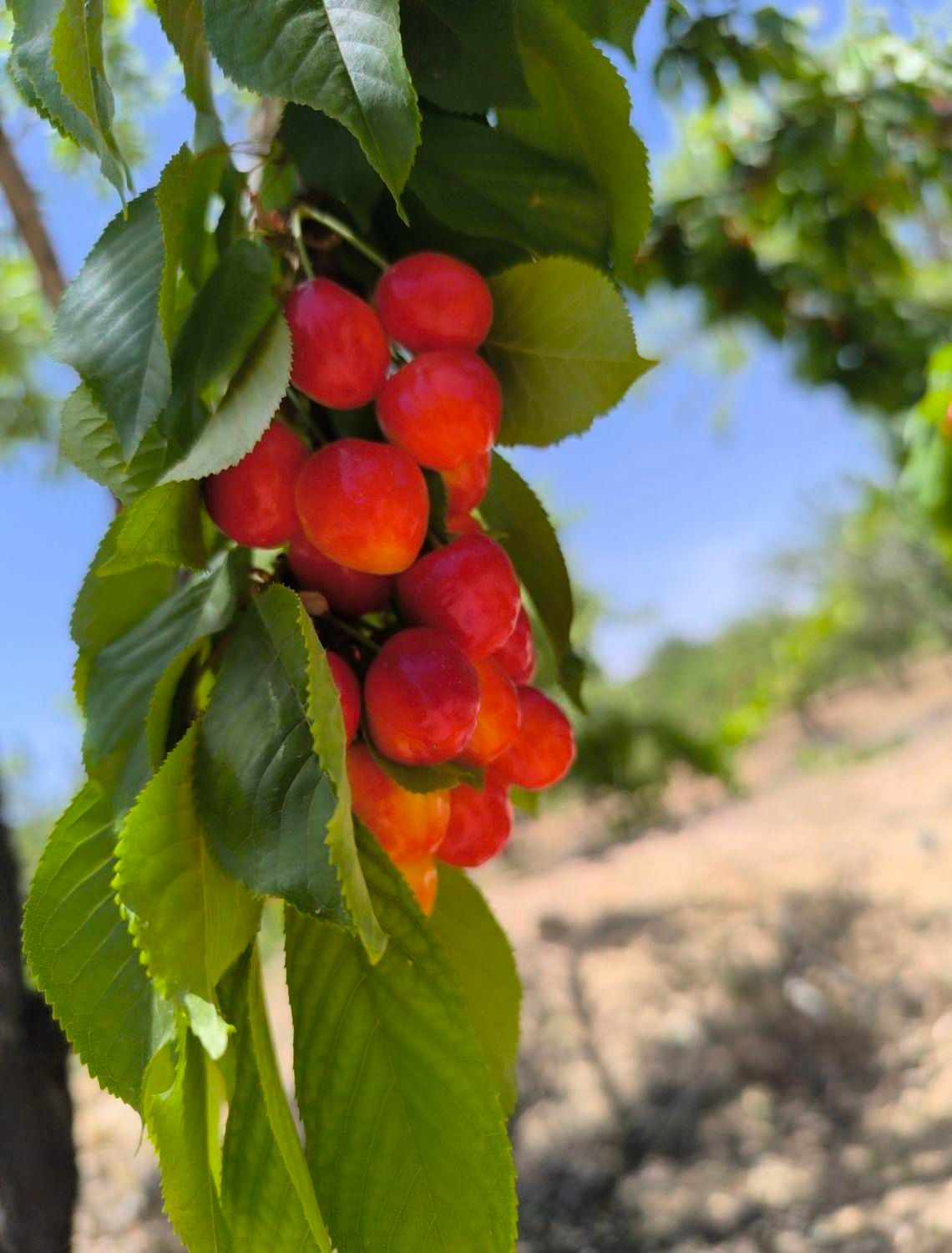 باغ دارای درختان میوه|فروش زمین و ملک کلنگی|اصفهان, آزادان|دیوار