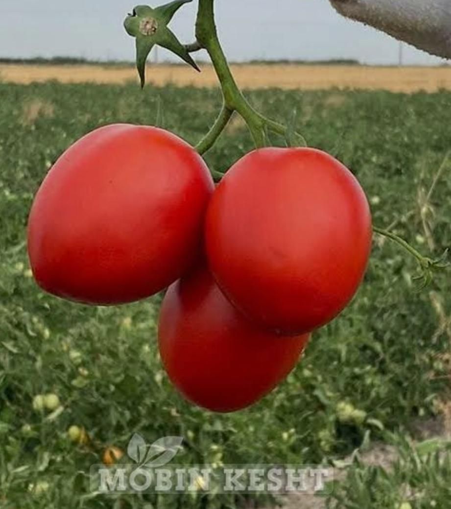 اجاره 10 هکتار زمین کشاورزی با آب شیرین|اجارهٔ دفتر صنعتی، کشاورزی، تجاری|برازجان, |دیوار