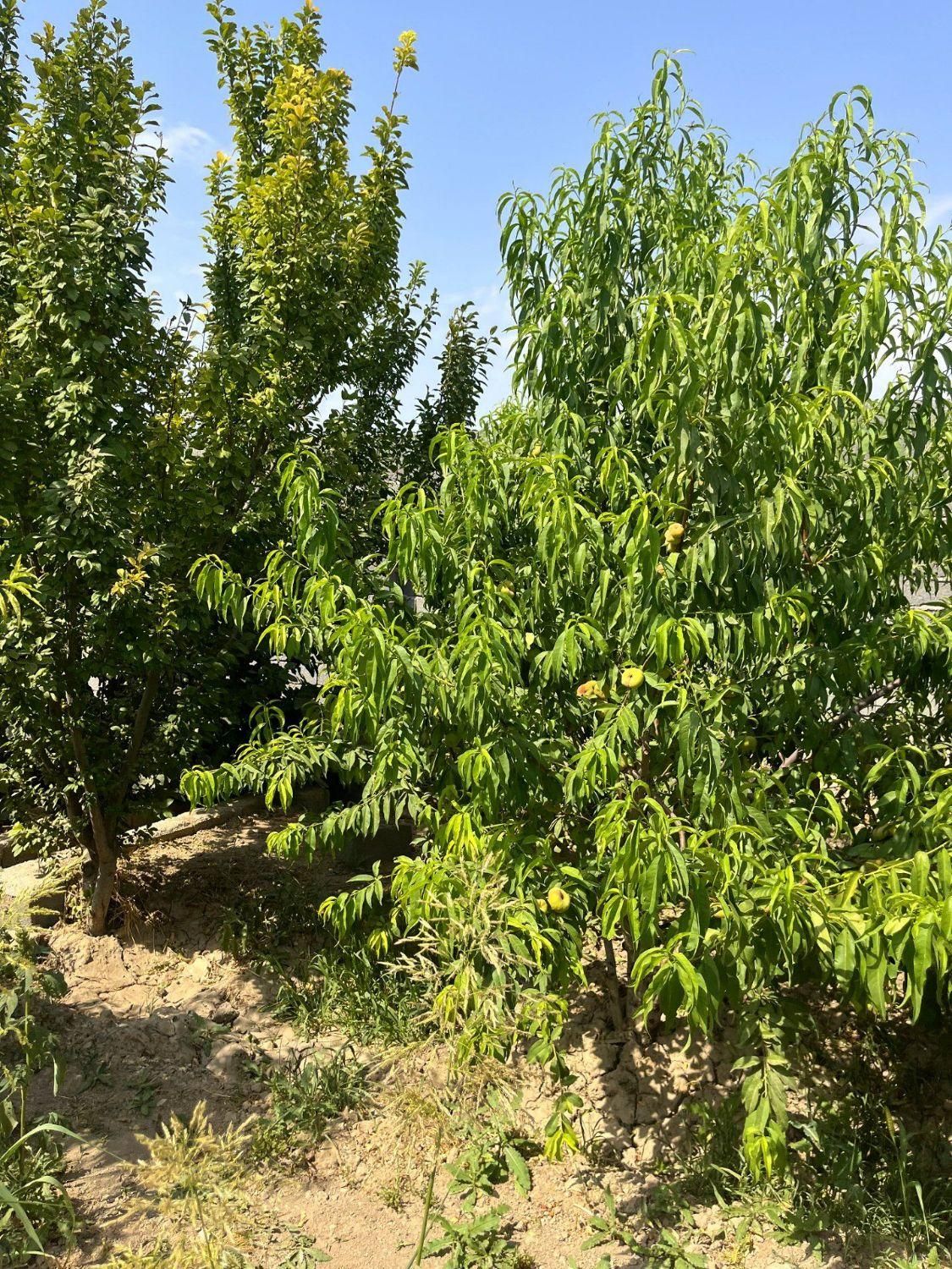 باغ با چهاردیواری قدیمی (درختان میوه مثمر)|فروش زمین و ملک کلنگی|اسلامشهر, شهرک فرهنگیان|دیوار