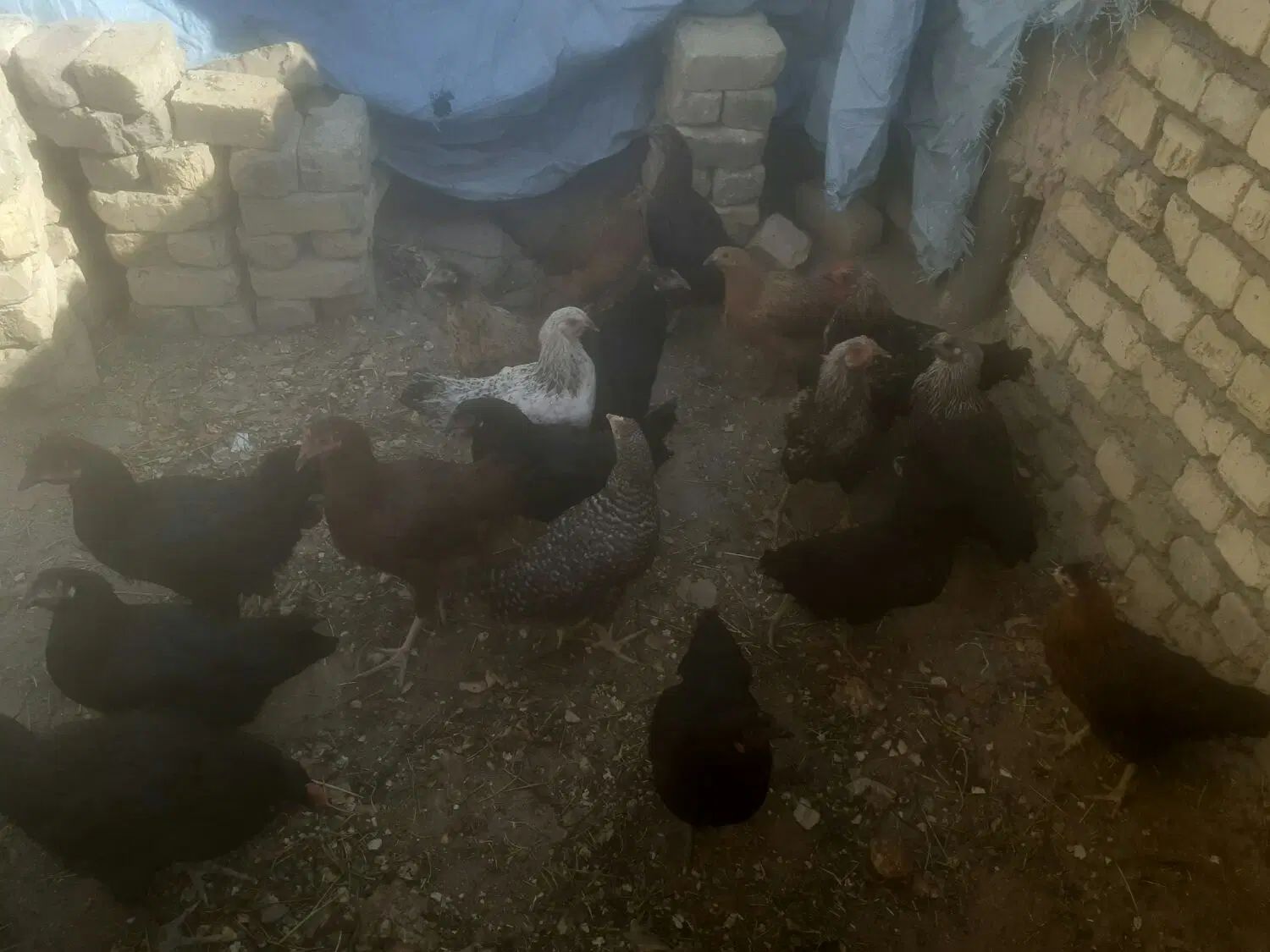 مرغ و خروس|پرنده|اصفهان, بهرام‌آباد|دیوار