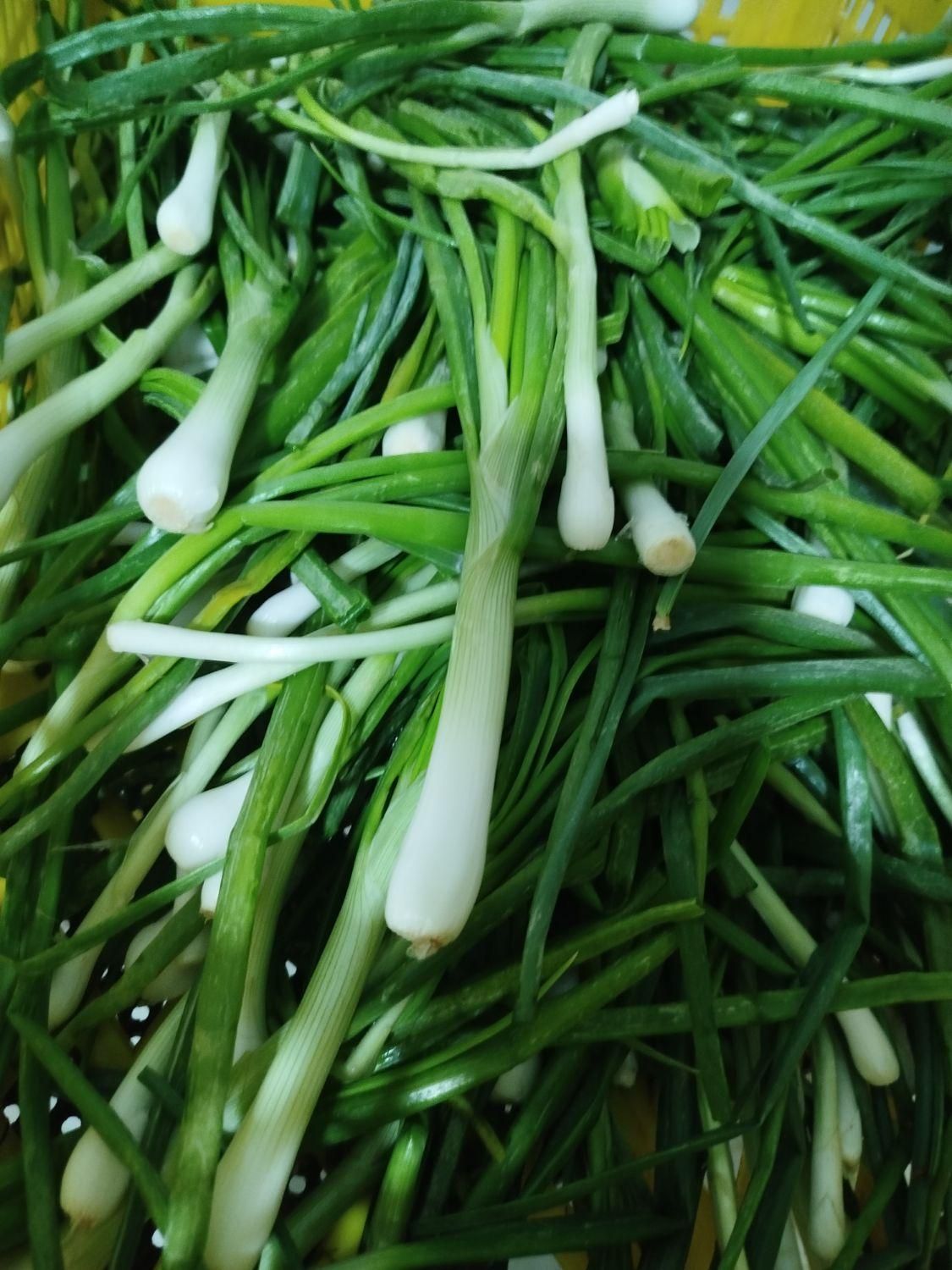 سبزی پاک شده وشسته شده|خوردنی و آشامیدنی|کرج, آق تپه|دیوار