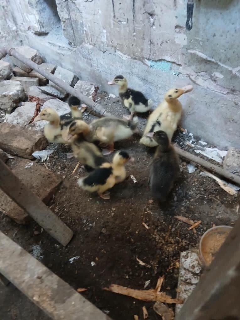 مرغ‌خروس‌گلین بوقلمون اردک غاز|پرنده|رشت, یخسازی|دیوار