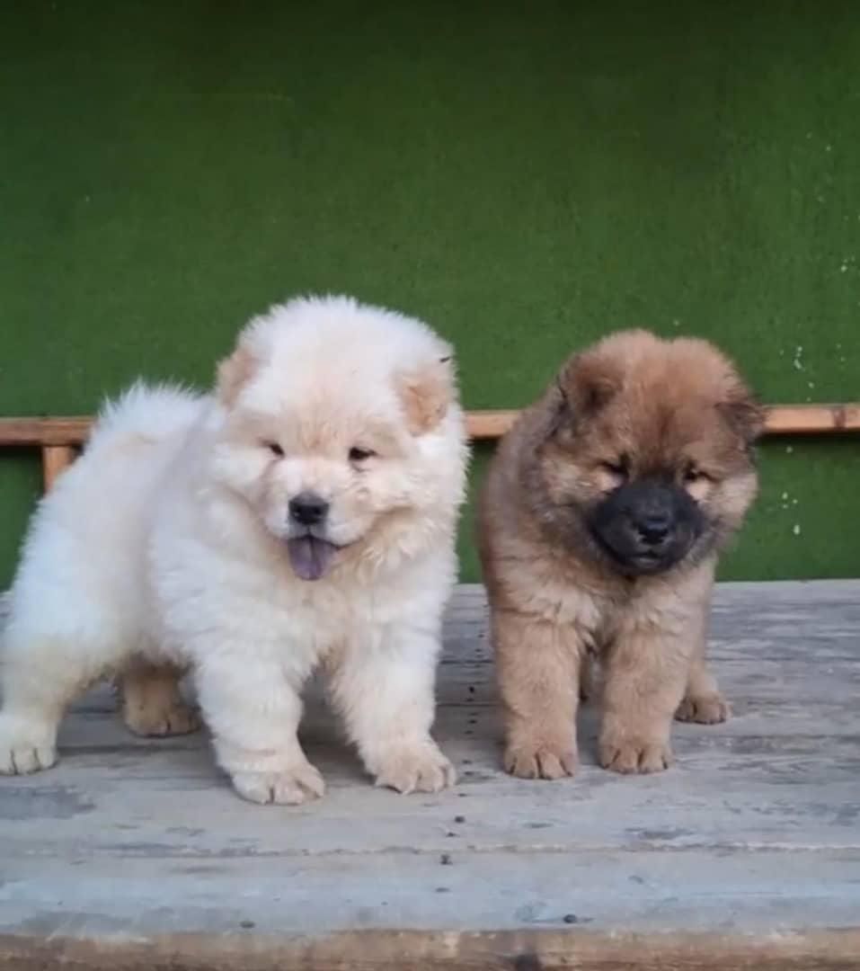 سگ چاوچاو وارداتی و داخلی چوچو|سگ|کرج, باغستان|دیوار