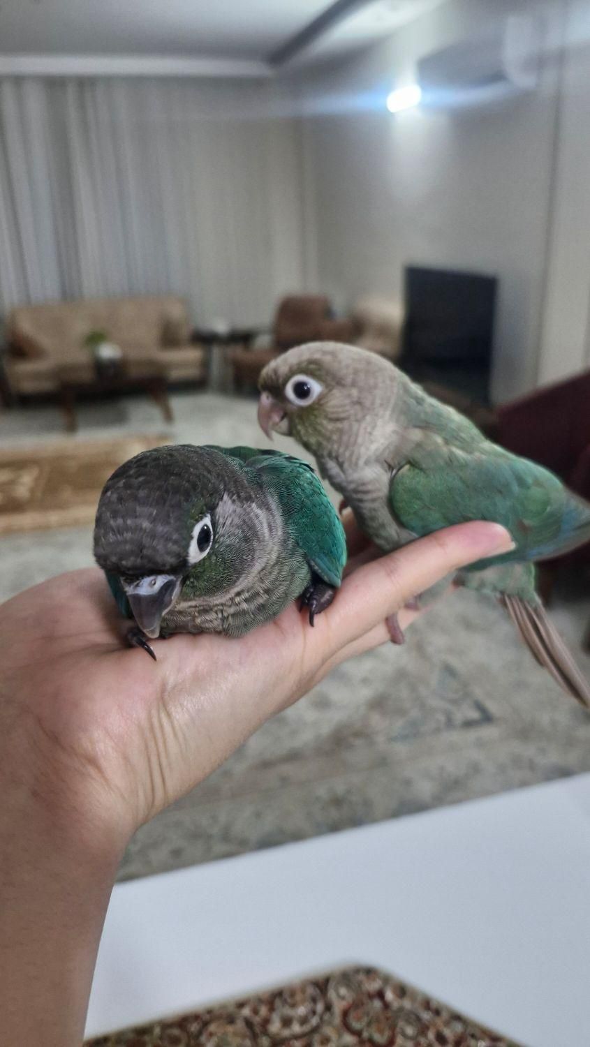 طوطی گرینچیک|پرنده|مشهد, جانباز|دیوار