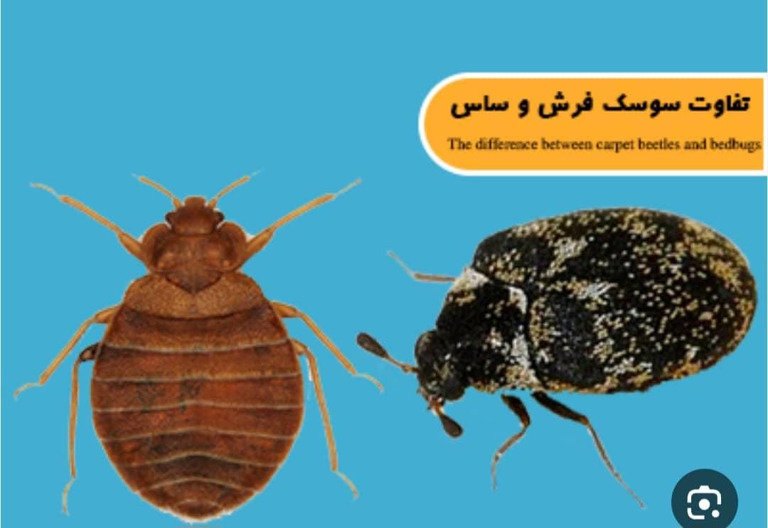 خدمات سمپاشی در پردیس|خدمات نظافت|بومهن, |دیوار