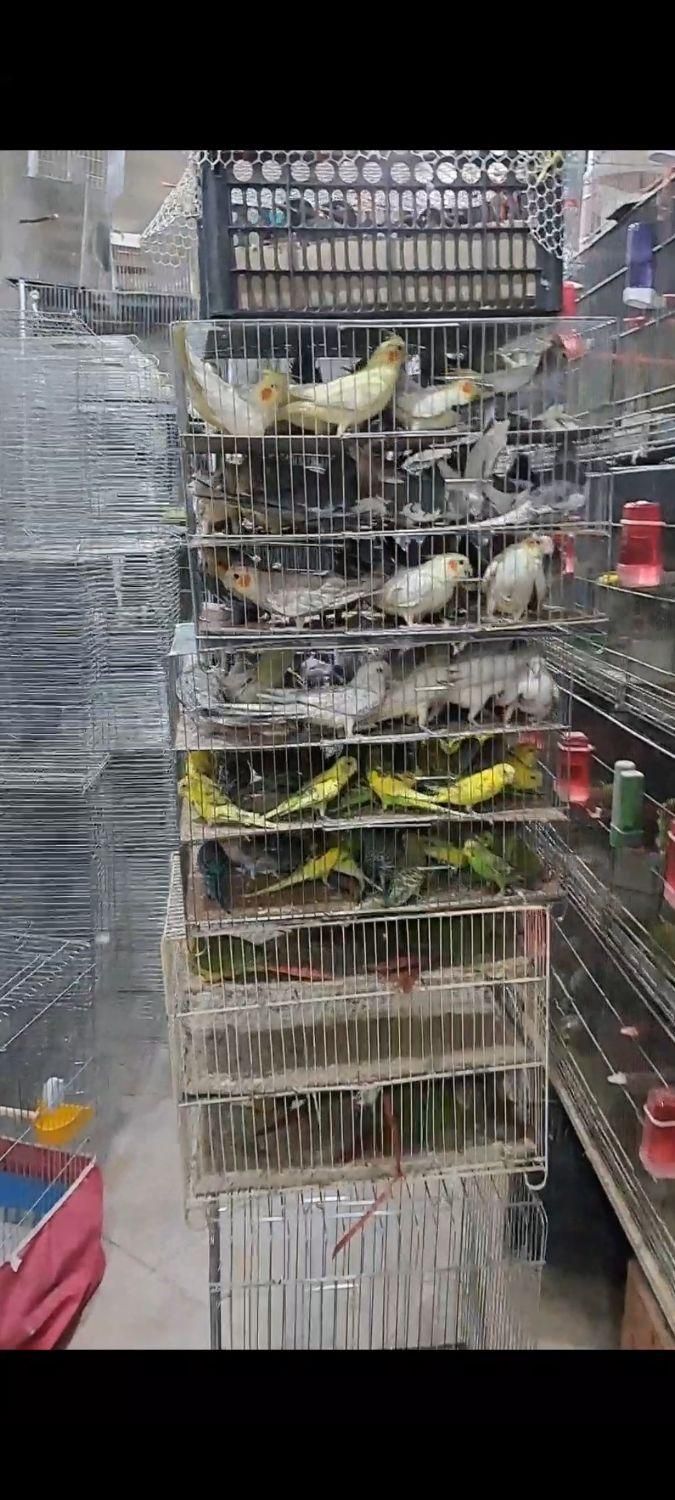 آشیانه چوبی مخصوص عروس هلندی - عمده و تکی|لوازم جانبی حیوانات|اصفهان, قائمیه|دیوار