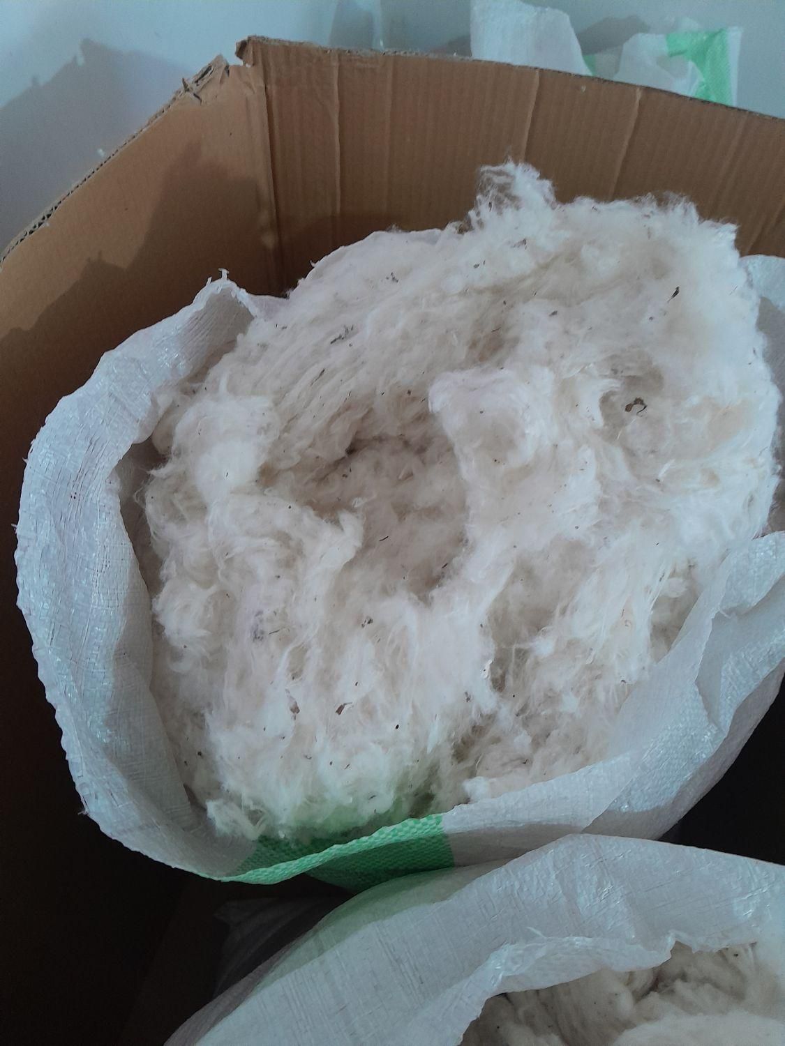 پنبه|آرایشی، بهداشتی، درمانی|گنبد کاووس, |دیوار