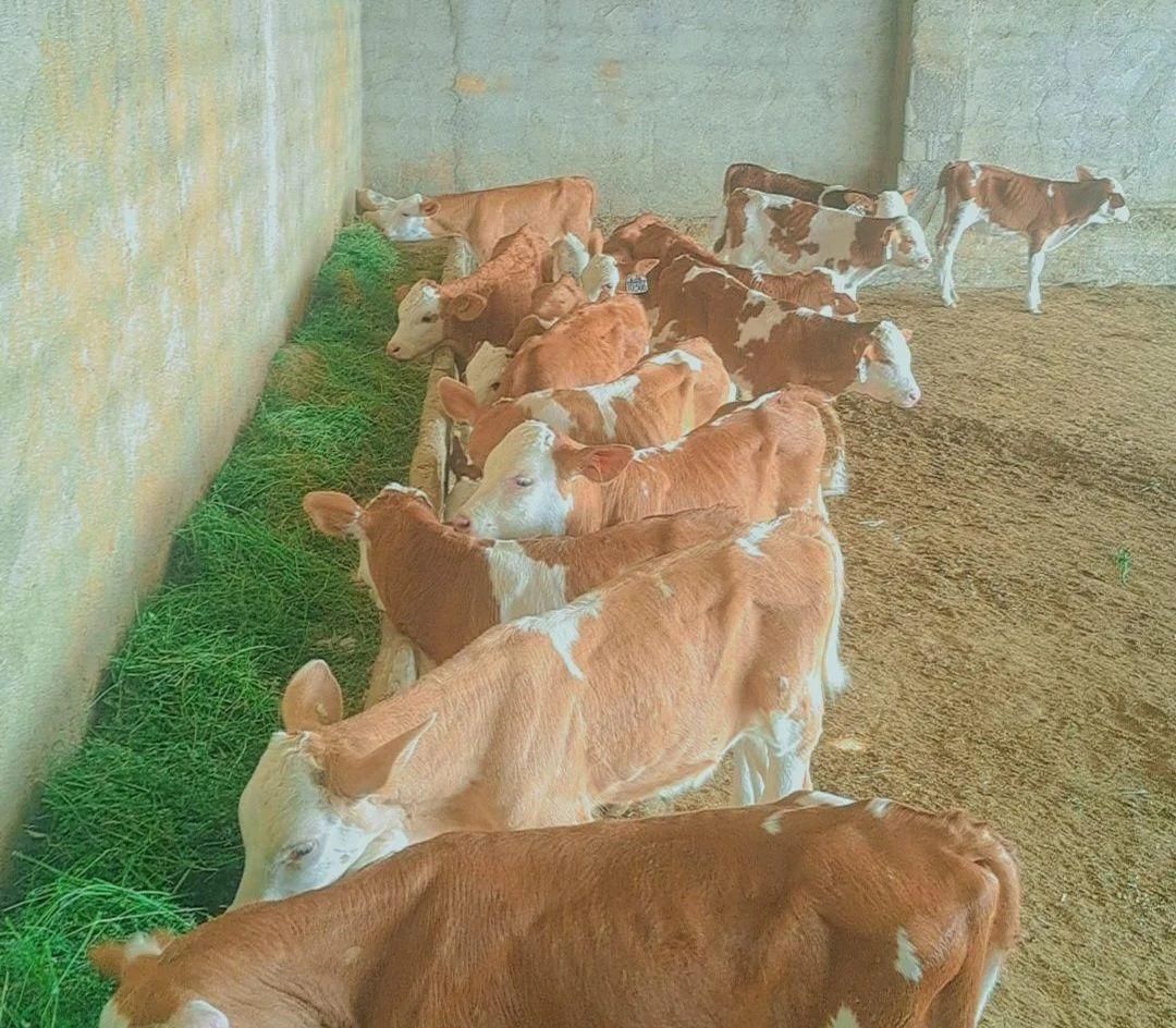 اصیل ترین گوساله هایه سمینتال وارداتی|حیوانات مزرعه|شهرکرد, |دیوار